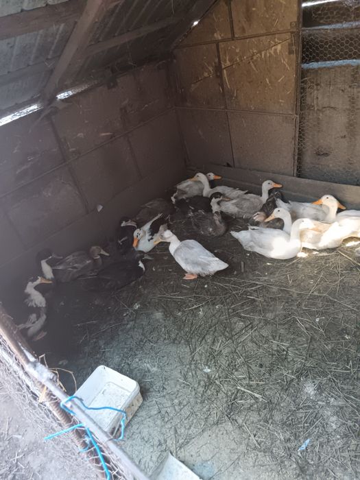 De vânzare rațe ungurește