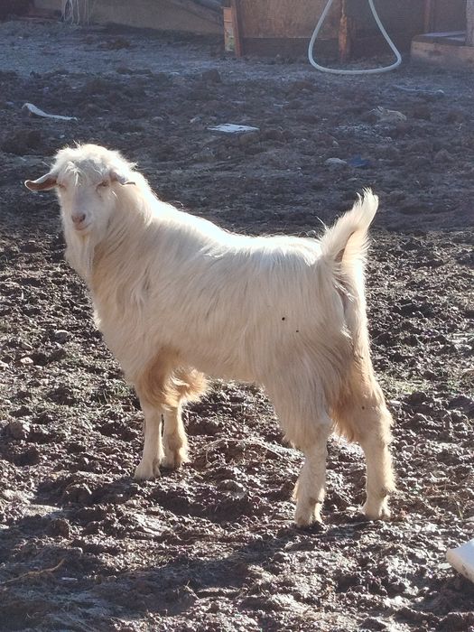 Теке семіз сатылады
