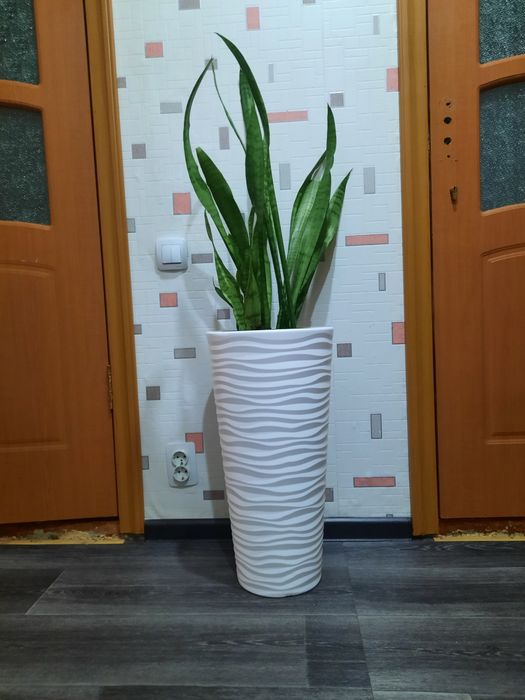Продам цветок Сансенверия.