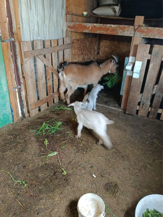 Заанен ешкі екі лағымен