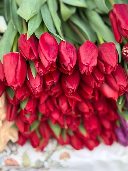 Цветы цветы тюлпан