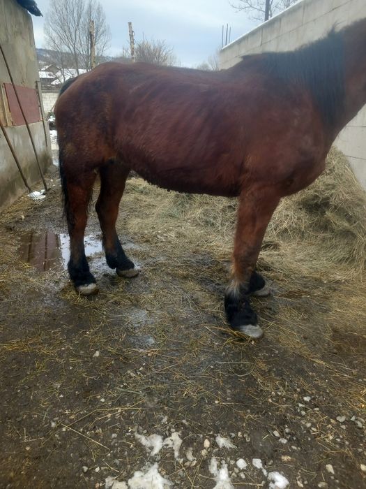 De vânzare iapa garantata de ham