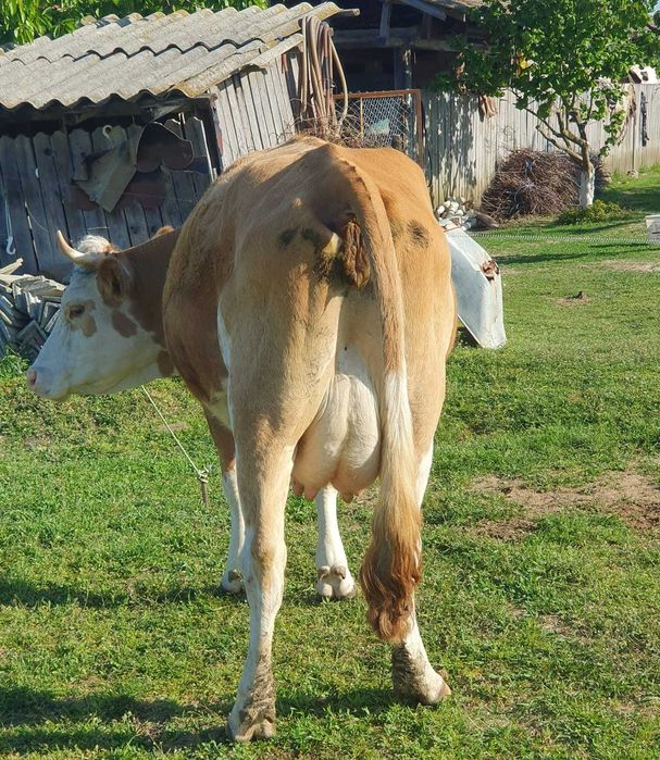 Vand vaca Baltata Romaneasca