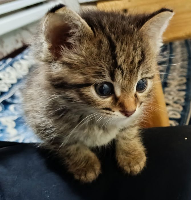 Отдам даром котят