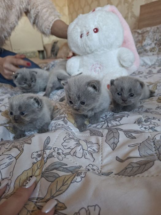 Британски сини колорпойнт късокосмести котенца