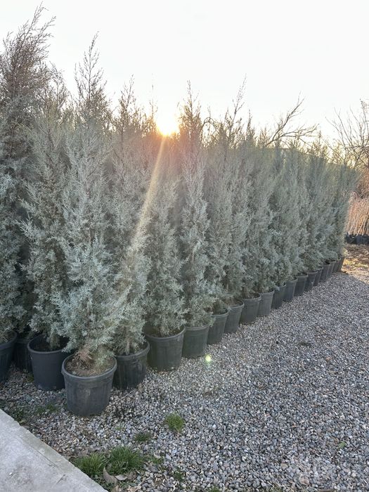 Кипарис аризонский Kiparis arizona 2.70 m супер нарх