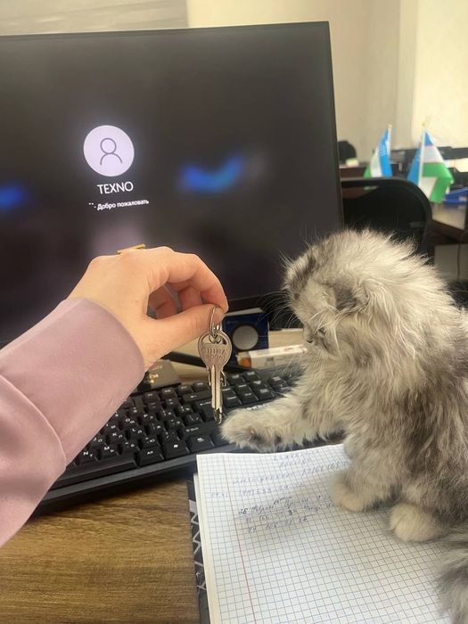 Heyland akras shinshilla 1mln800