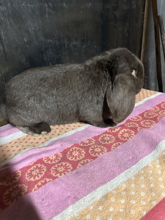 Iepuri berbec german