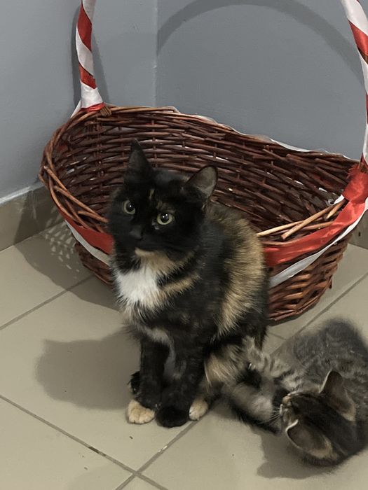 Кошка отдадим в добрые руки,