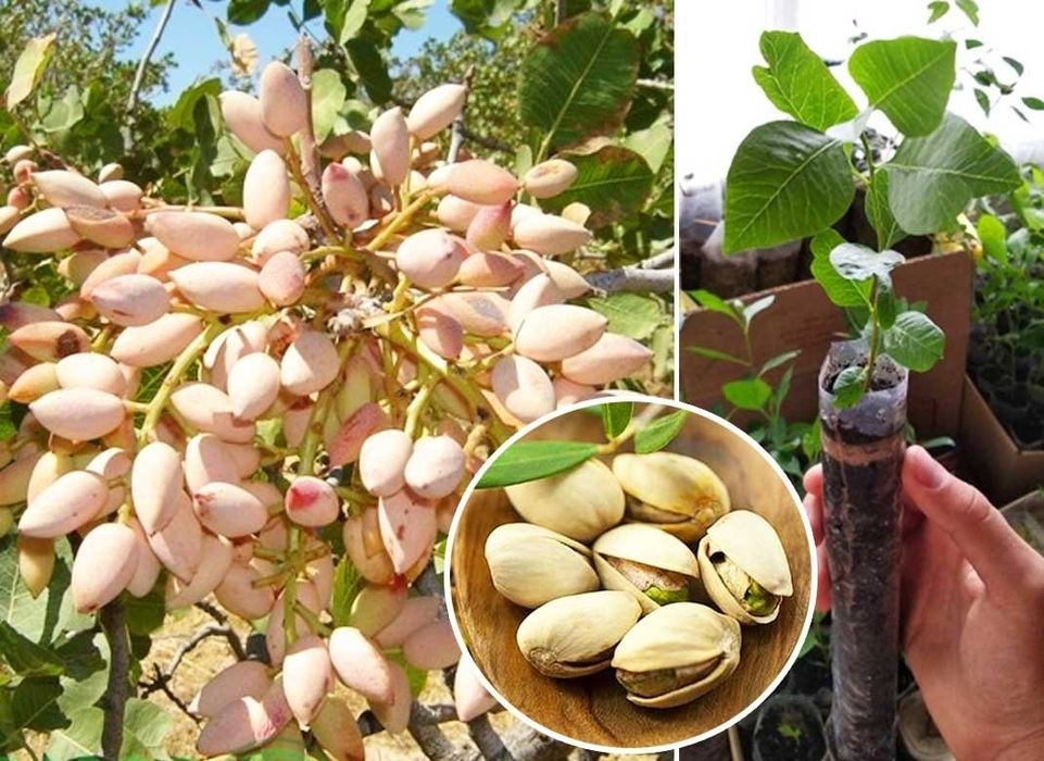 Жасырын камера сыртқы порно