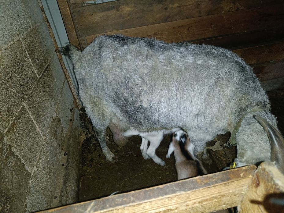 Сүтті ешкілер сатылад