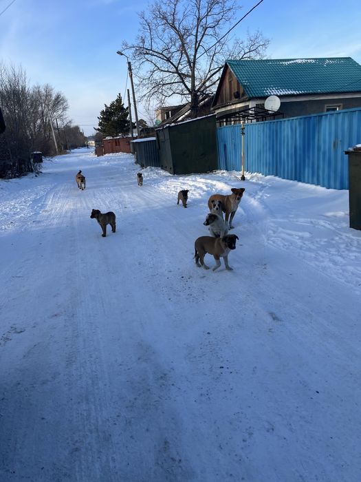 Отдам добрые руки бездомных щенят