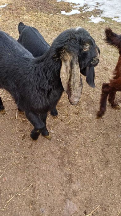 Продам козочку. Пароды камори битал