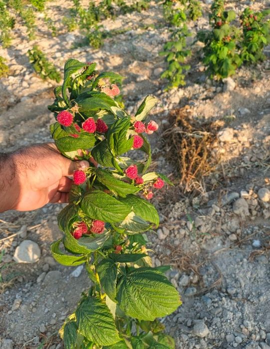 Palana Малина кучати рассада