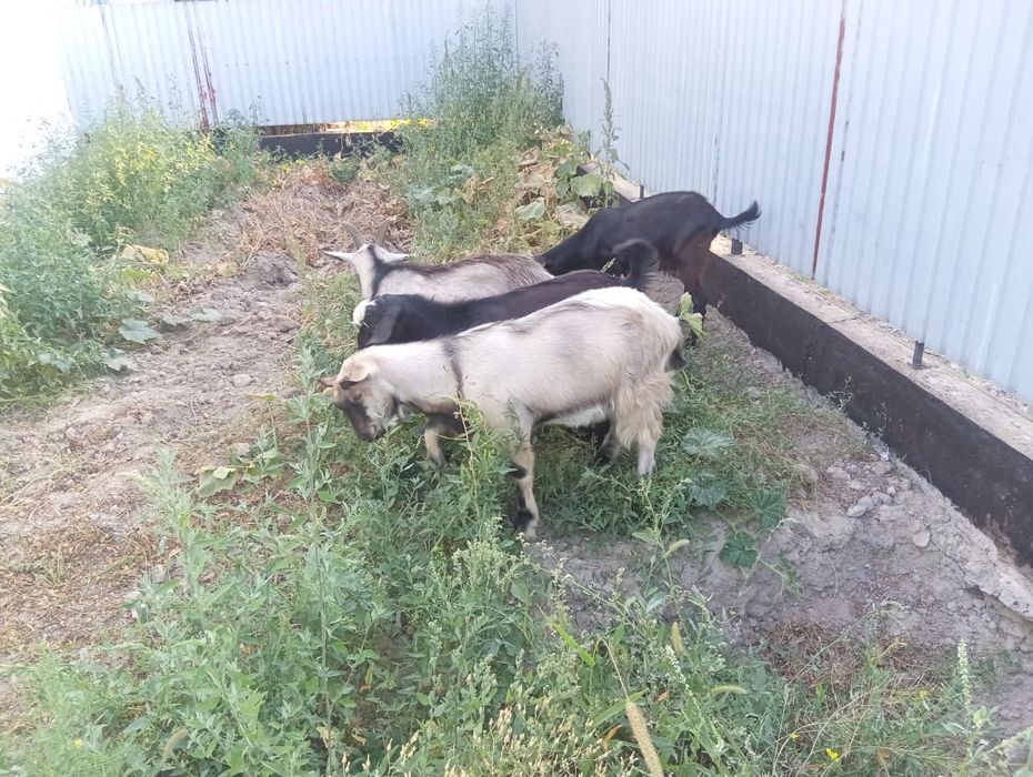 Обмен.продаю козлов