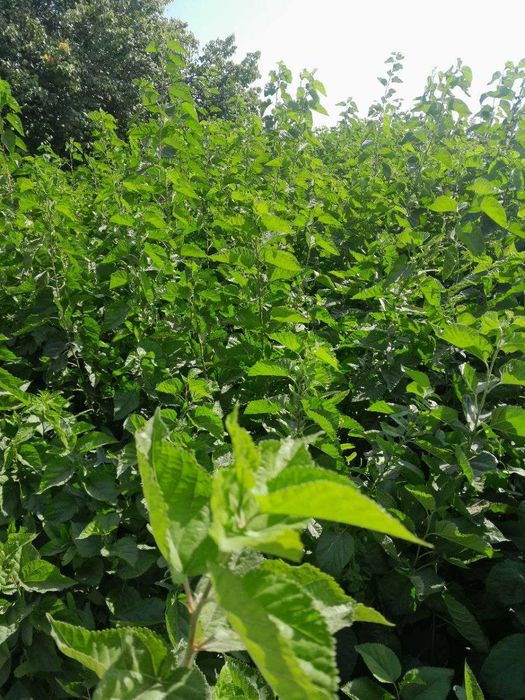 Tut kuchat, тут кучати, тут, пилла, tut, nixol, тут нихоли 2-3yillik