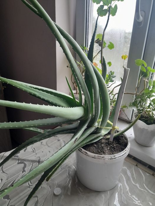 Алоэ, очень большой.