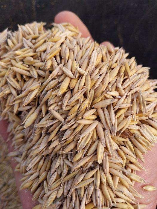 Vând ovăz bun de semănat sau de dat la animale