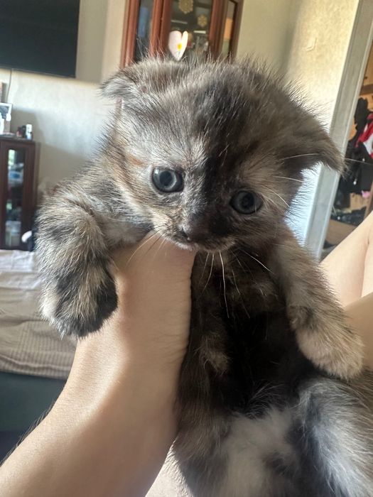 Отдам котенка 1 месяц