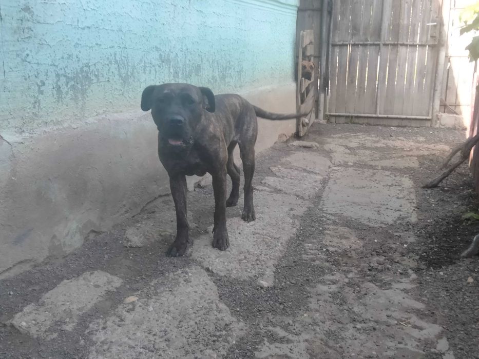 Vând femelă adultă Presa Canario pedigree Giurgiu tigrată Dogo
