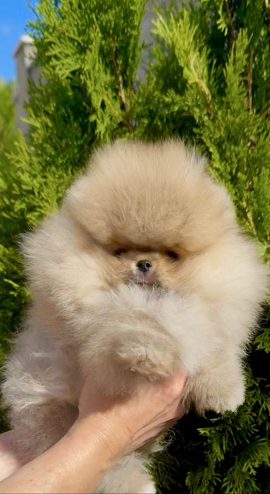 Померанский шпиц