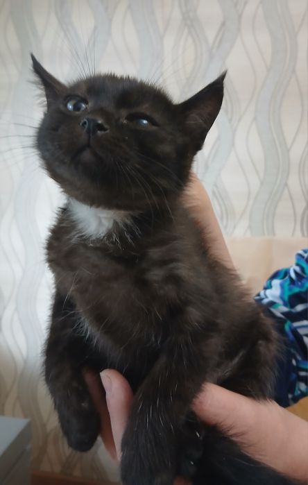 Раздаю котят бесплатно