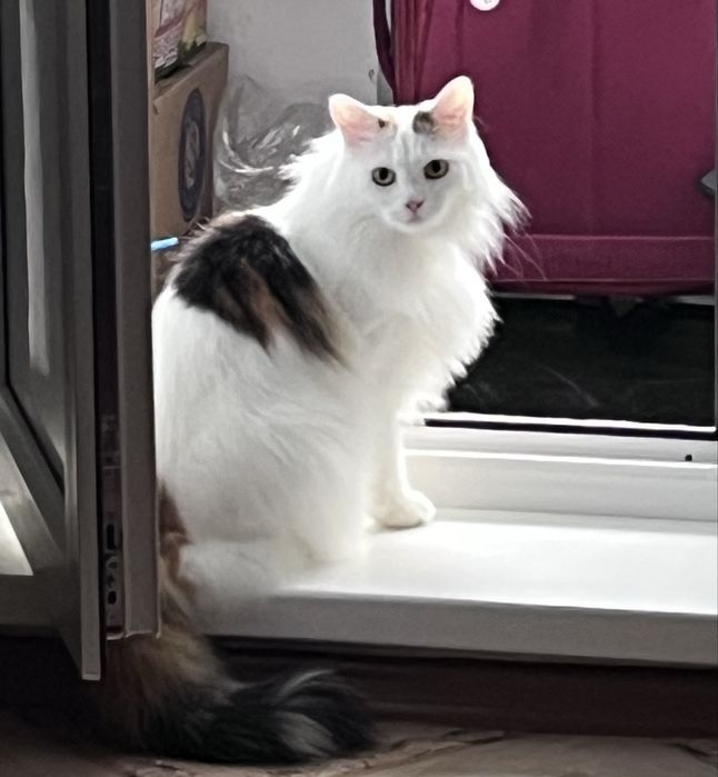 Кошка стерилизованная