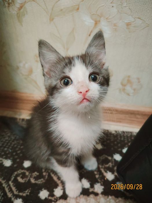 Отдам котят в добрые руки