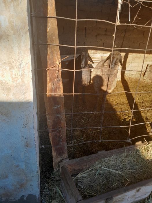 Тоқты қошқар сатылады