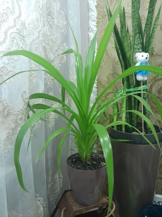 Продам пальму панданус