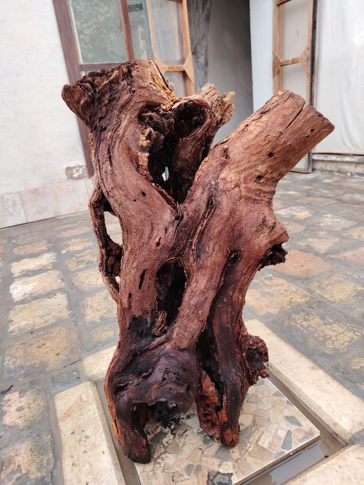 Коряга аквариумга сотилади.