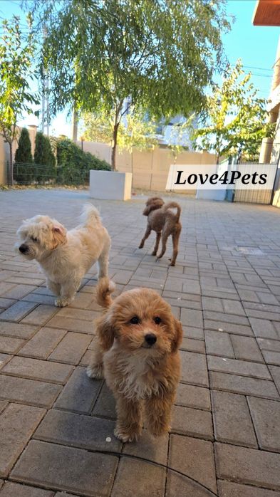 Cazare caini/ Pensiune canina/ Pet Sitter/ Pet Hotel/ Love4Pets