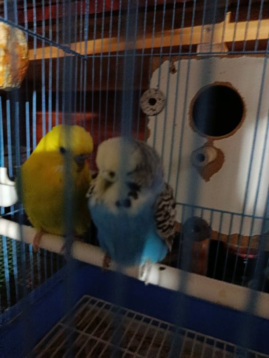 Andurka sotiladi nar va moda 550ming dostafka yuq manzil qashqadaryo