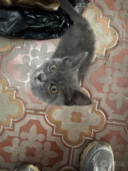 Котенок в добрые руки