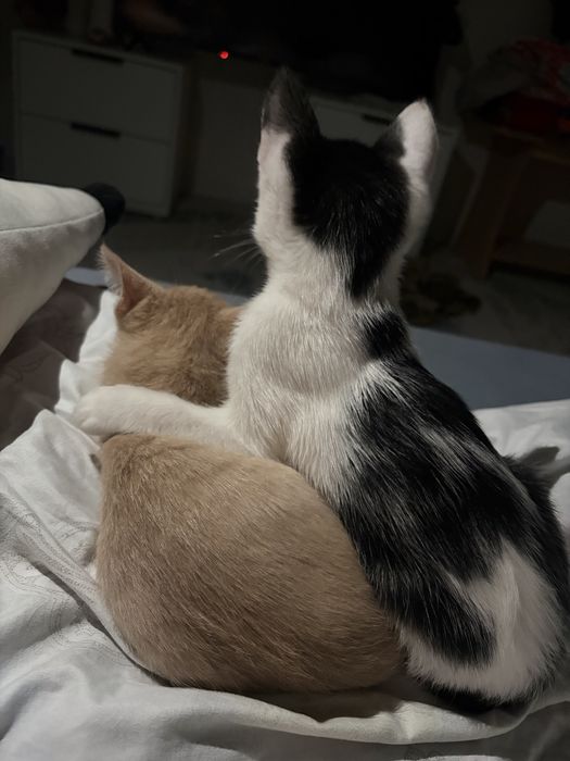 котенок 2 месяца