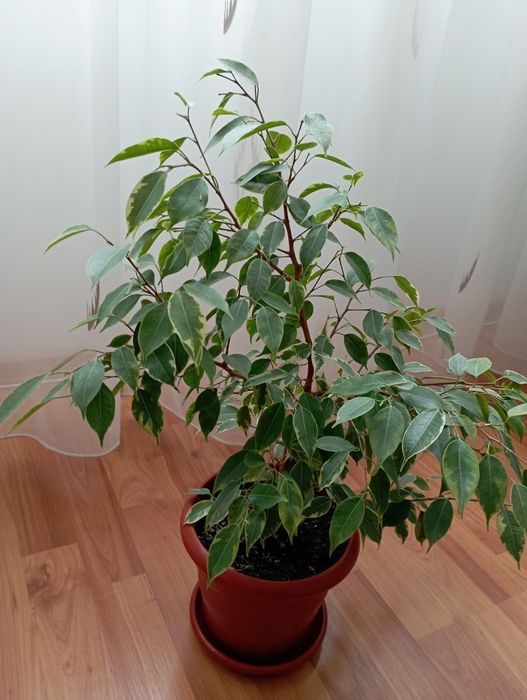 Бенджамин от шарения