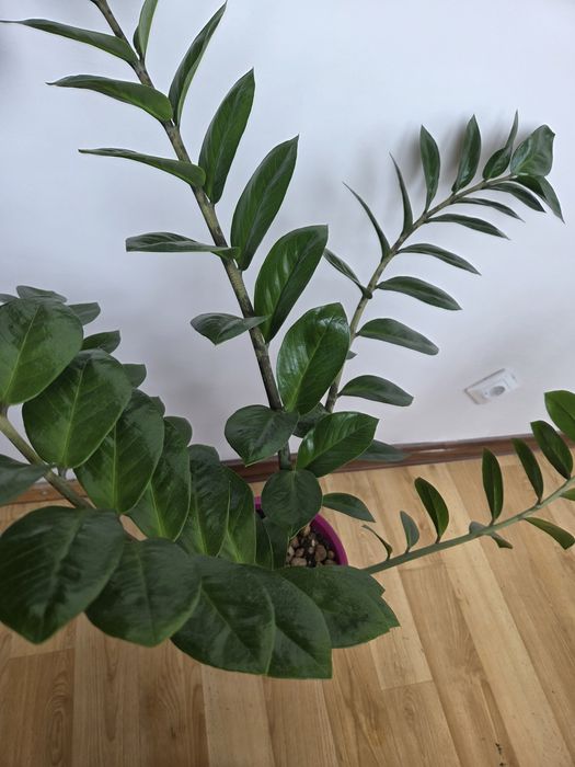 Замиокулькас, денежное дерево, 105 см