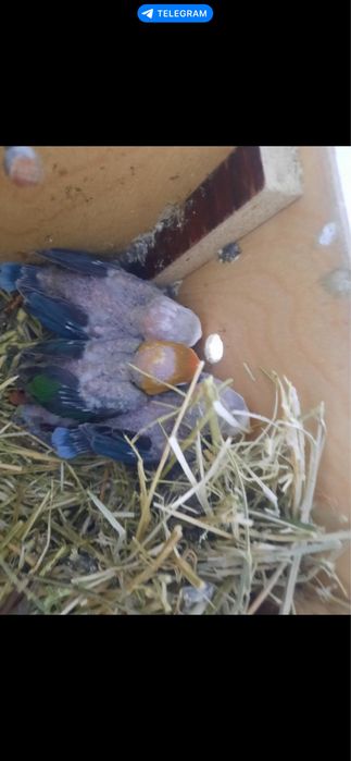 Qushlar tezda sotiladi