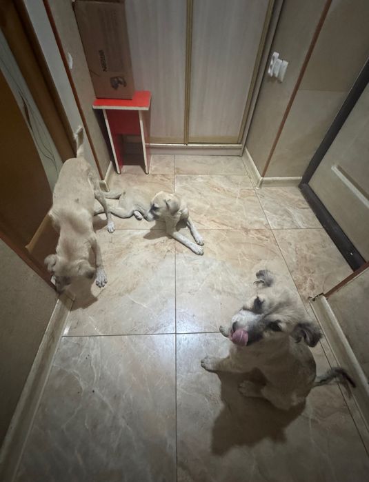 Щенки девочки 2,5 мес