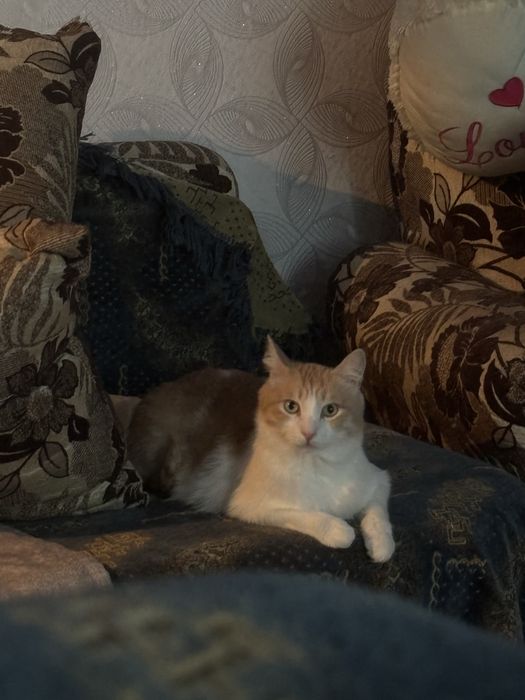 Отдам взрослого котика