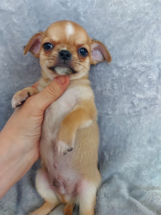 Продаю щенка чихуахуа