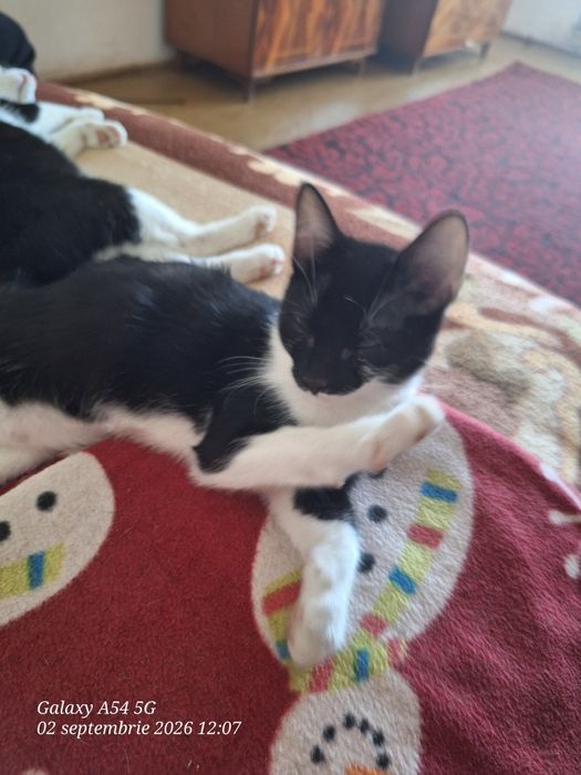 Ofer spre adopție 2 motani și 2 fetițe