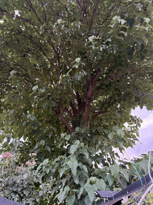 Copac paulownia pentru lemn