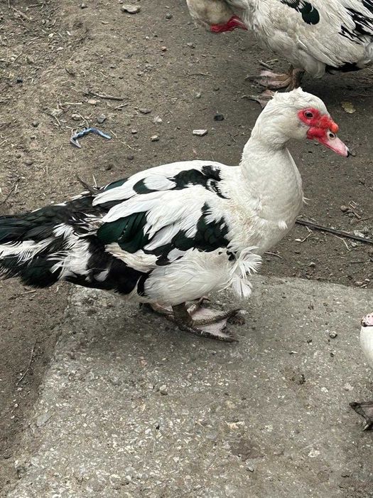 продам индоуток недорого