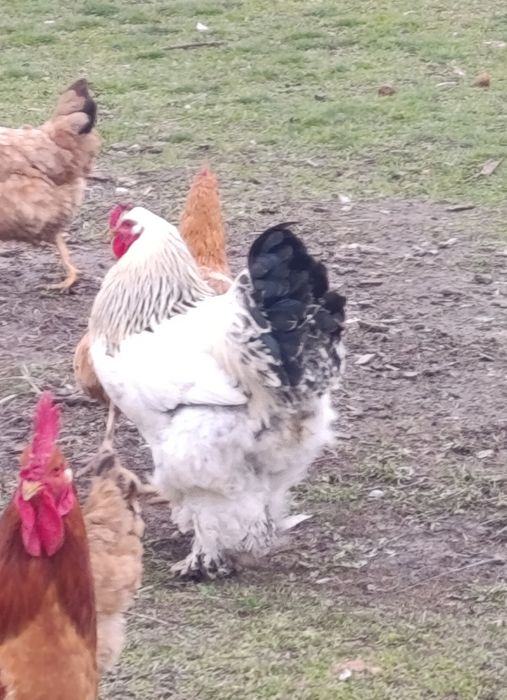 Cocoși   de ornament