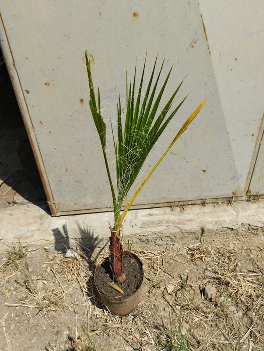 Палми Вашингтон и Трахикарпус