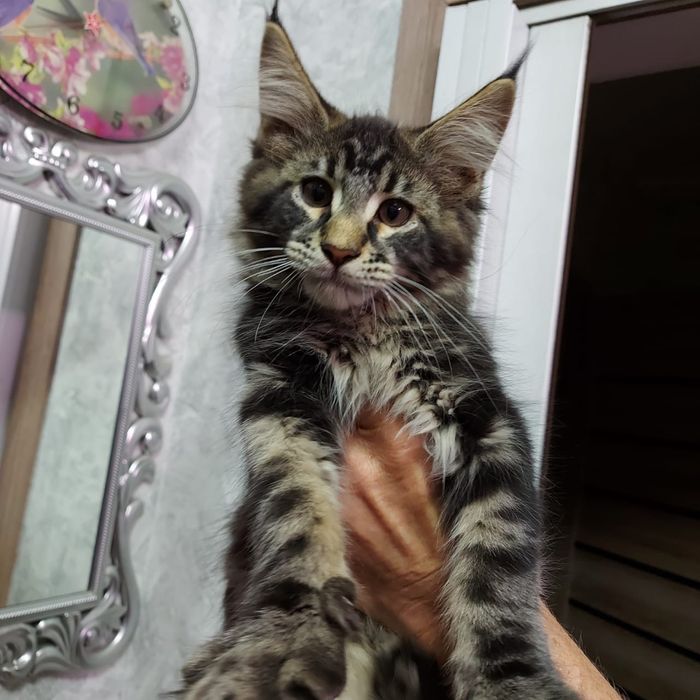 Кот Мейн-кун вязка