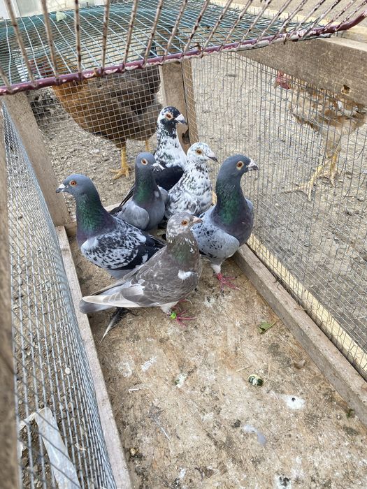 Vand porumbei voiajori