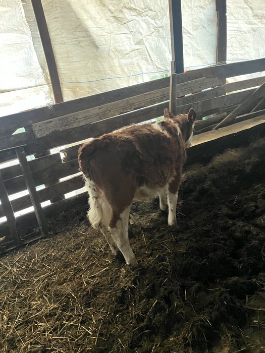 Vand 2 vitele baltate 3 luni