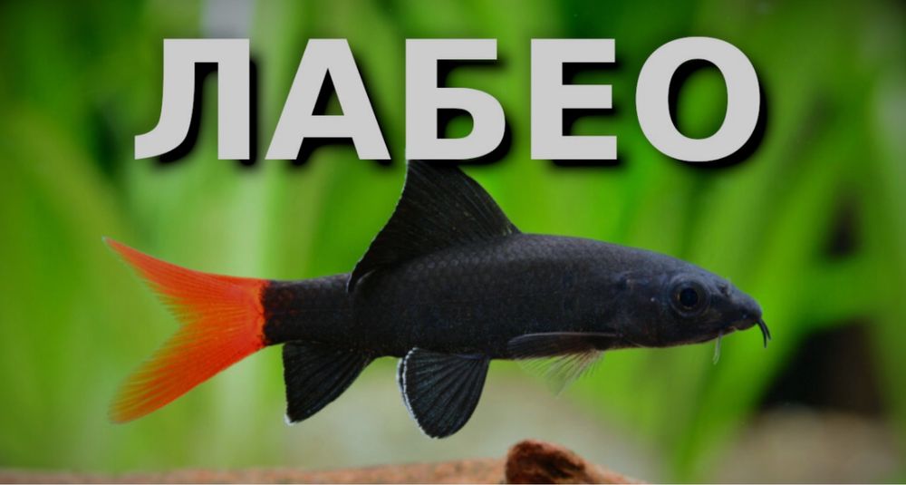 Лабео Биколор 5-6 см.